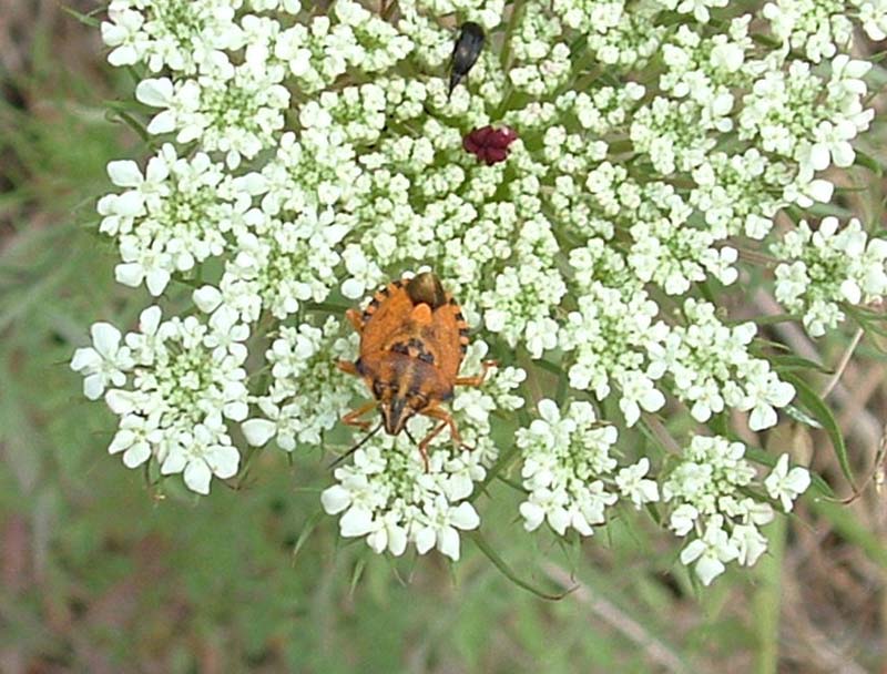 Carpocoris pudicus? Nooooooo... Carpocoris mediterraneus